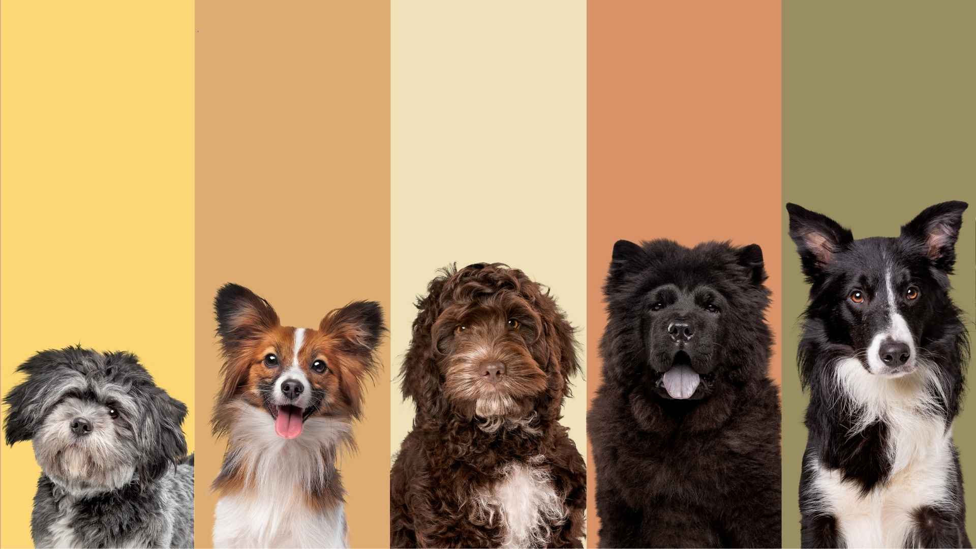 nombres originales para perros fotos
